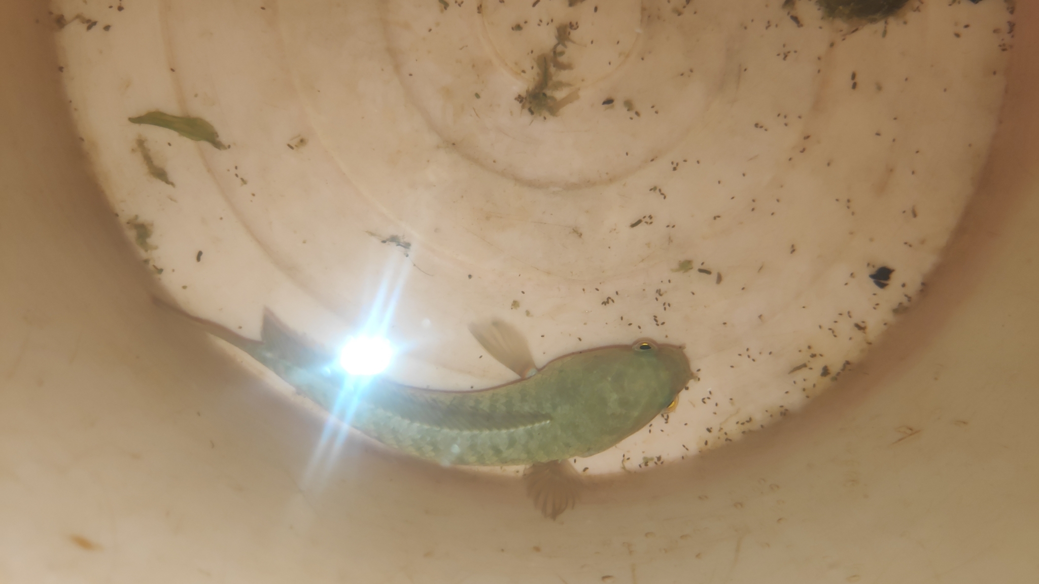 Golden Snakehead photo 5