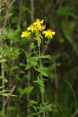 Hypericum attenuatum