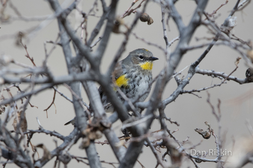 Yellow-rumped Warbler photographed in Utah