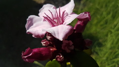 Strophanthus gratus
