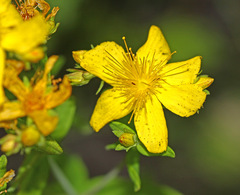 Hypericum attenuatum