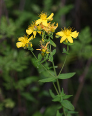 Hypericum attenuatum