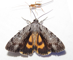 Catocala gracilis