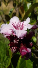 Strophanthus gratus