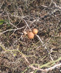 Disholcaspis pruniformis