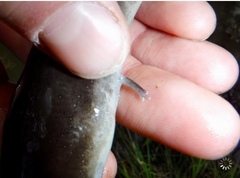 Amphiuma tridactylum