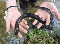 Amphiuma tridactylum