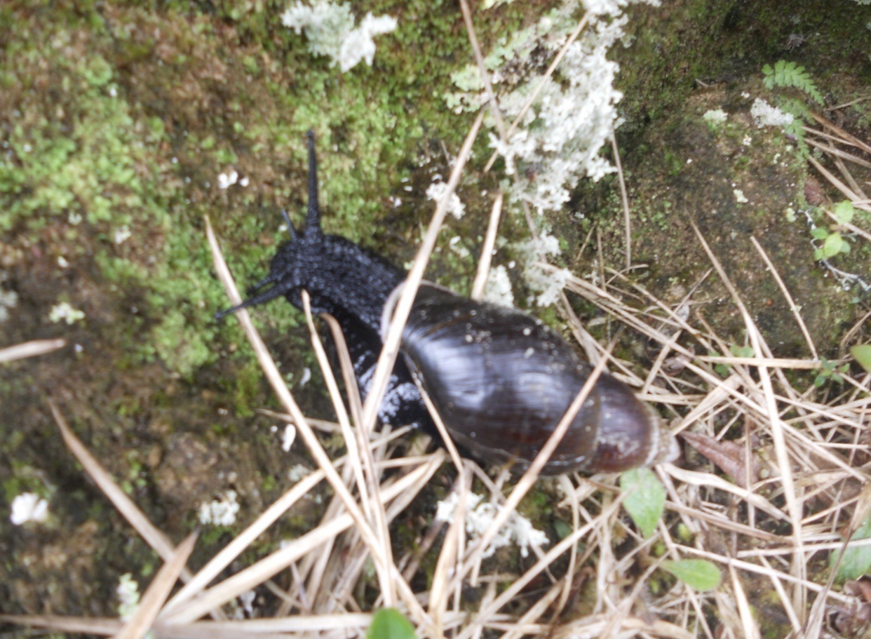 Thaumastus buckleyi image