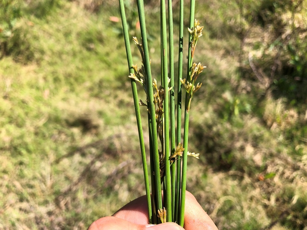 australian rush from Brisbane QLD, Australia on September 21, 2023 at ...