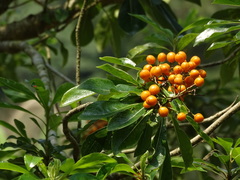 Pittosporum pentandrum