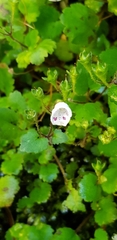 Jovellana repens