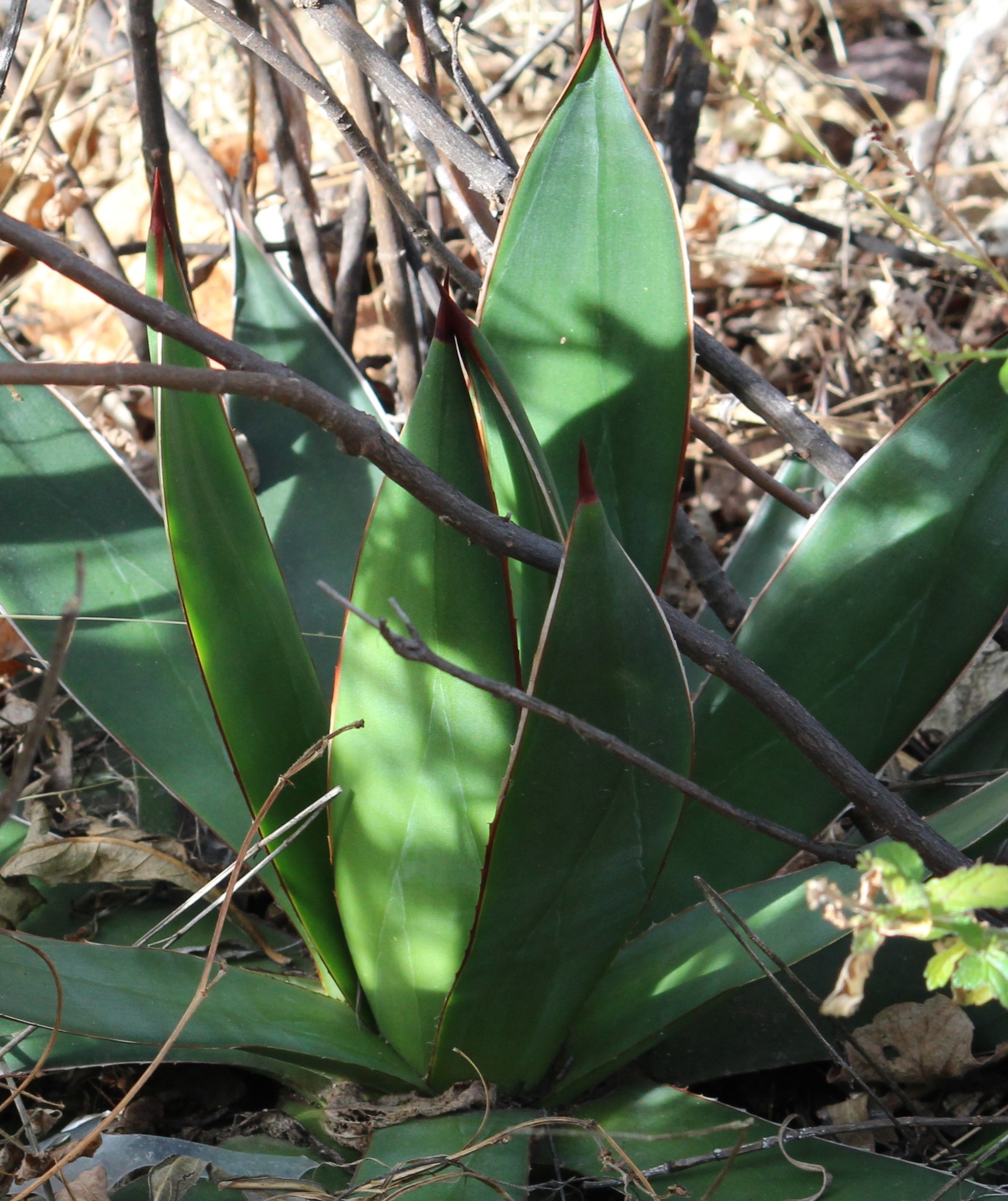 Agave pelona  iNaturalist