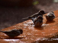 Passer domesticus tingitanus