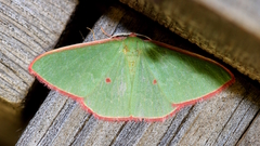 Chlorocoma cadmaria