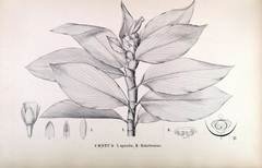 Costus spiralis