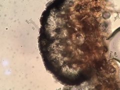 Arthonia punctiformis