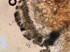 Arthonia punctiformis