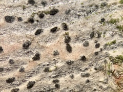 Arthonia punctiformis