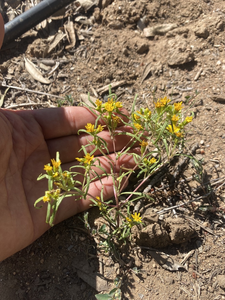 Chinchweed from Louis Robidoux Nature Center, Jurupa Valley, CA, US on ...