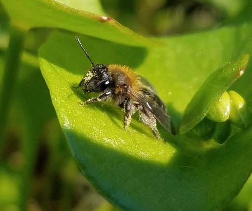 Anise-scented mining bee