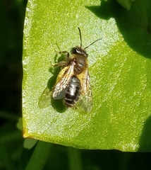 Andrena anisochlora