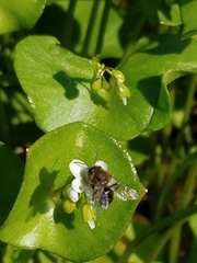 Andrena anisochlora