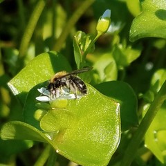 Andrena anisochlora