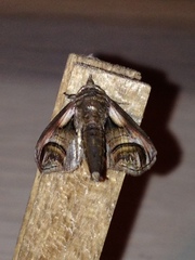 Paectes oculatrix