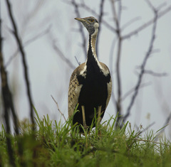Lissotis melanogaster