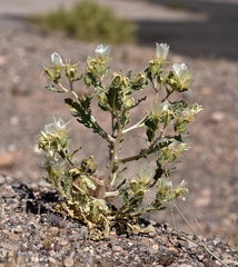 Mentzelia tricuspis