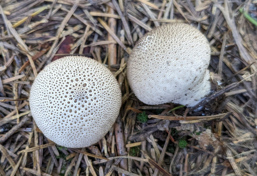 観察された菌類