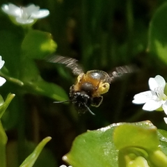 Andrena anisochlora