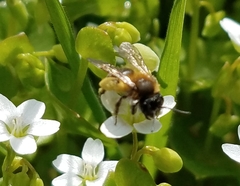 Andrena anisochlora