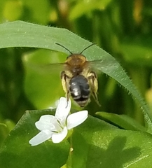 Andrena anisochlora
