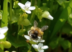 Andrena anisochlora