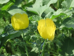 Argemone aenea