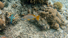 Lutjanus carponotatus
