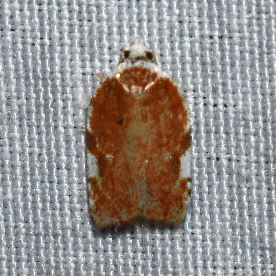 Acleris cervinana
