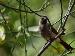 Pycnonotus barbatus barbatus