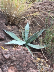 Agave cerulata