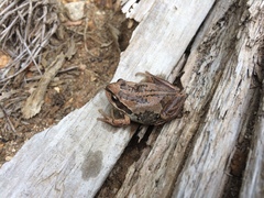 Pelodryadidae