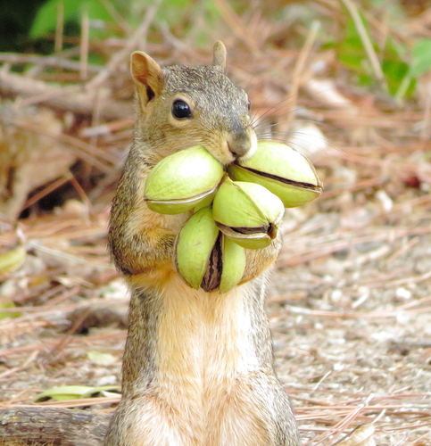 Eastern Fox Squirrel photographed in Oklahoma