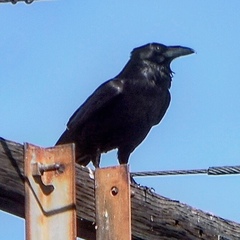 Corvus corax