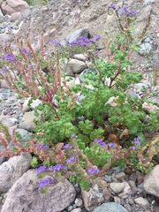 Phacelia scariosa