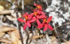 Epidendrum × obrienianum