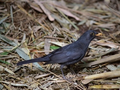 Turdus merula mauritanicus