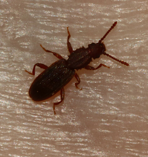Sawtoothed Grain Beetle photo 6