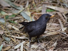Turdus merula mauritanicus