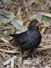 Turdus merula mauritanicus