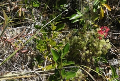 Epidendrum × obrienianum